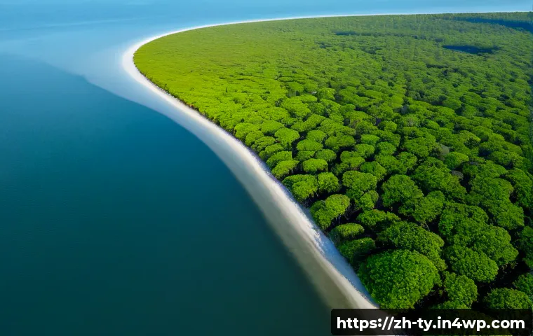 맹그로브 보존의 성과와 향후 과제 - Photorealistic aerial view of a thriving mangrove restoration coastline, dense healthy green mangrov...
